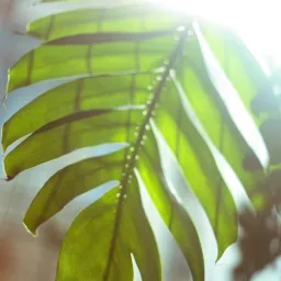 Avatar người đánh giá